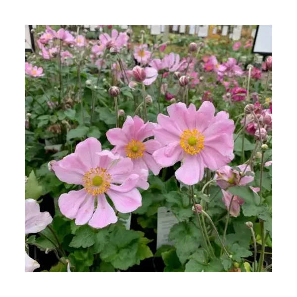 Anemone hybr. 'Koenigin Charlotte'
