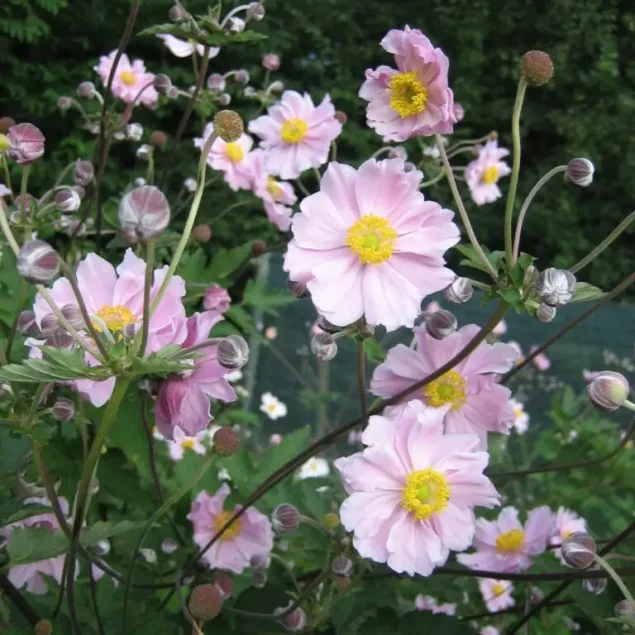 Anemone h. 'September Charm'