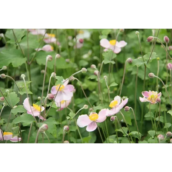 Anemone hupehensis