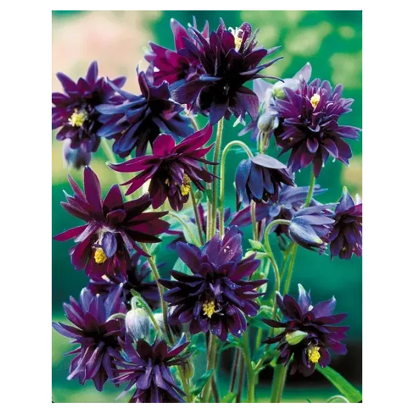 Aquilegia v. 'Black Barlow'