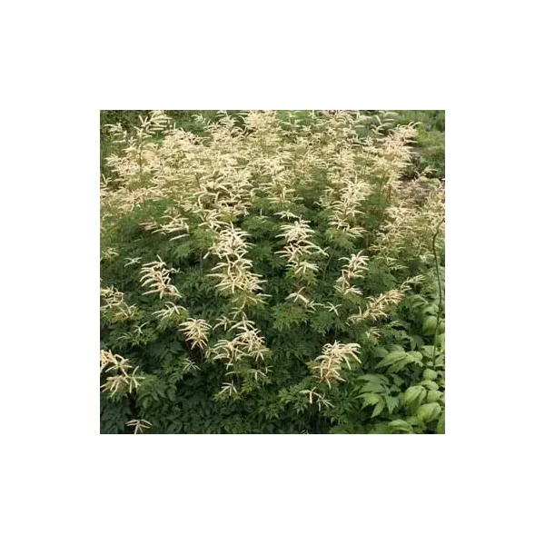 Aruncus 'Horatio'