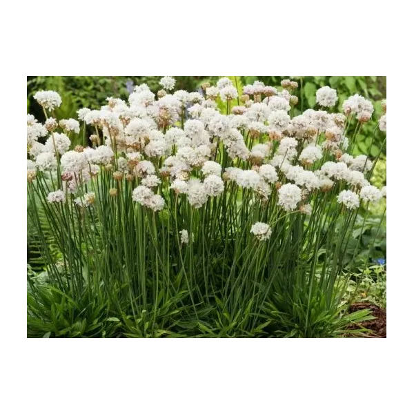 Armeria pseudarm. 'Ballerina White'