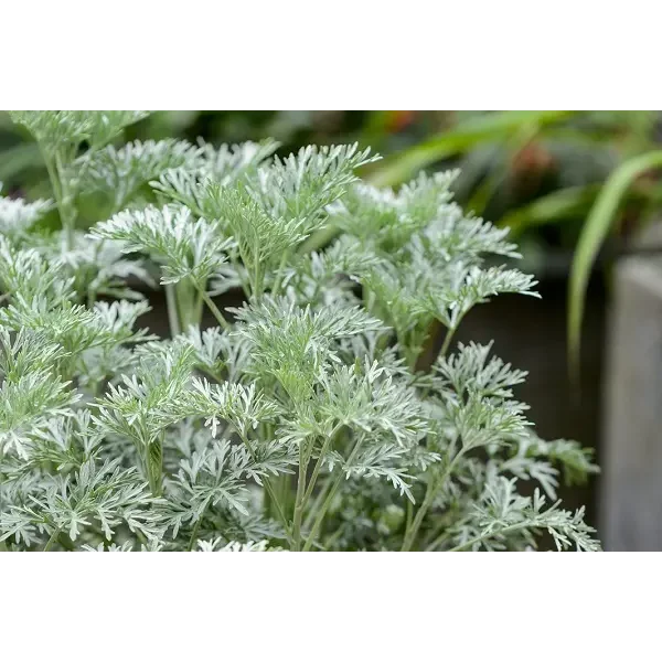 Artemisia 'Powis Castle'