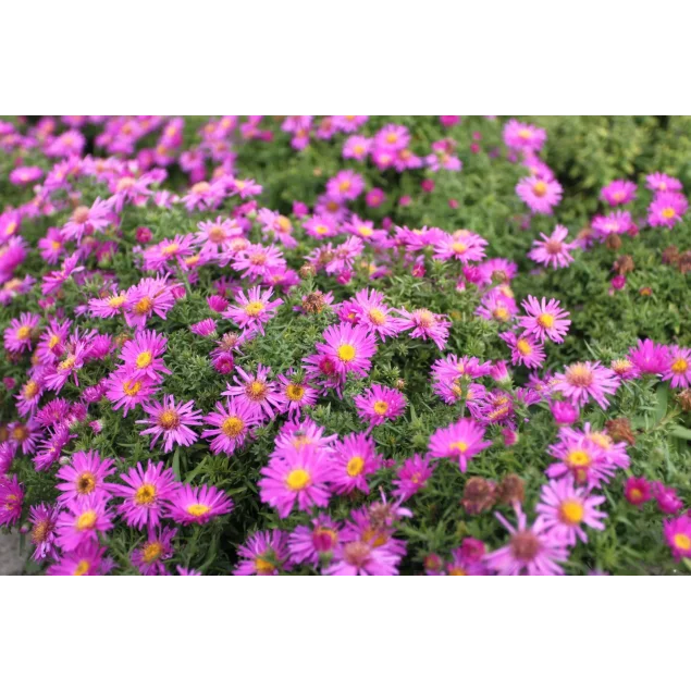 Aster (D) 'Alice Haslam'