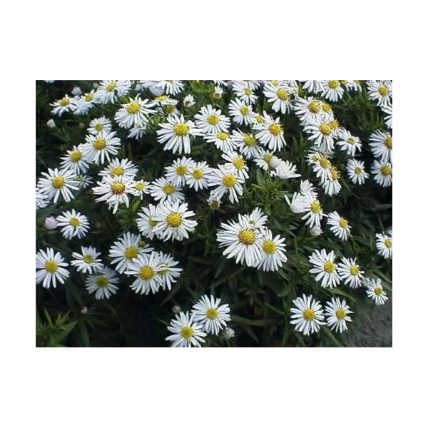 Aster (D) 'Apollo'