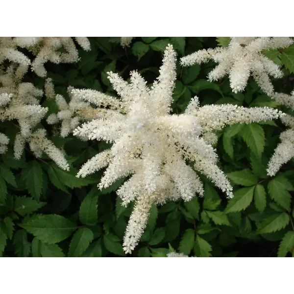 Astilbe (A) 'Brautschleier'
