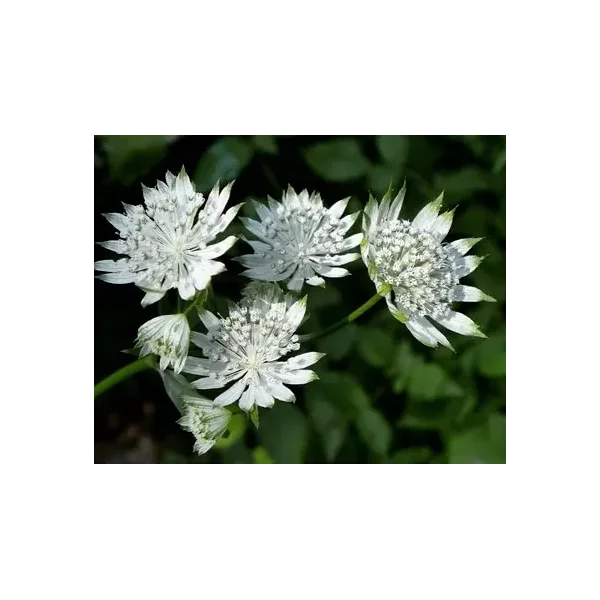 Astrantia m. 'Shaggy'