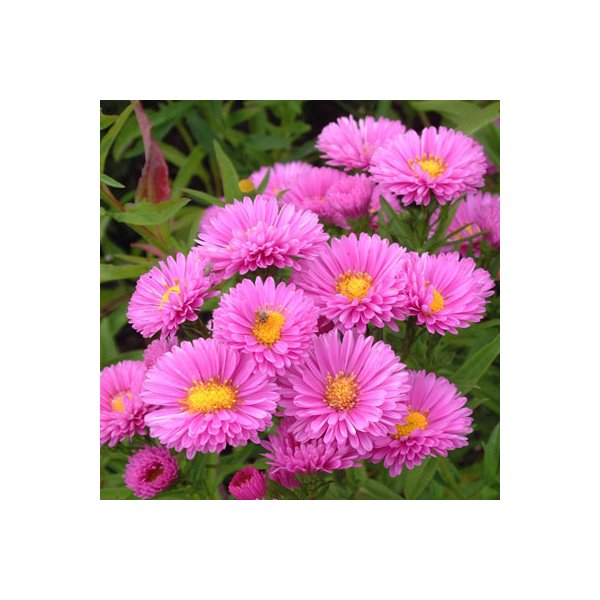 Aster n.-b. 'Patricia Ballard'