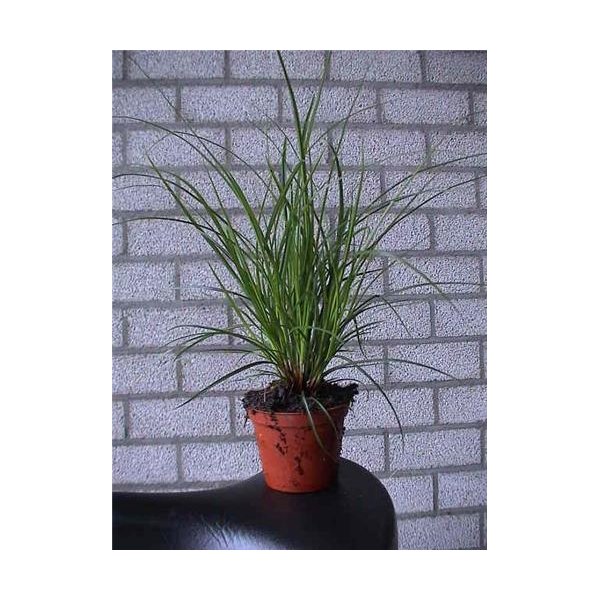 Carex brunnea
