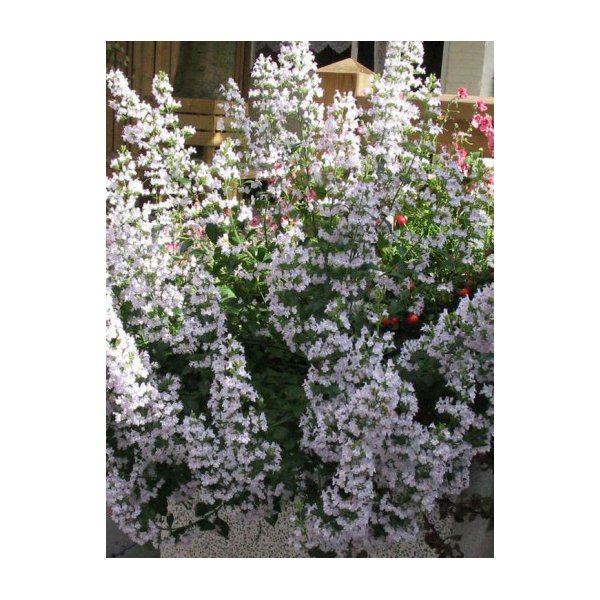 Calamintha nepeta
