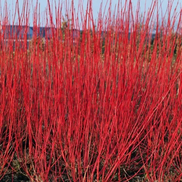 Cornus alba 'Sibirica'