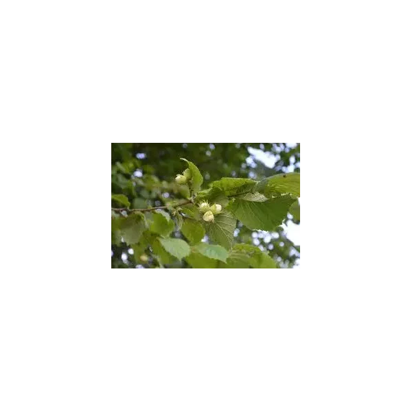 Corylus 'Bollwiller'