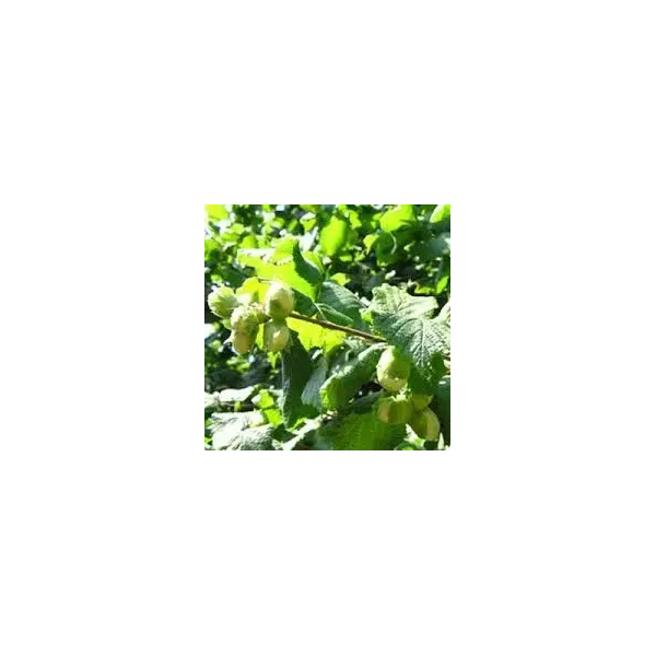 Corylus 'Cosford'