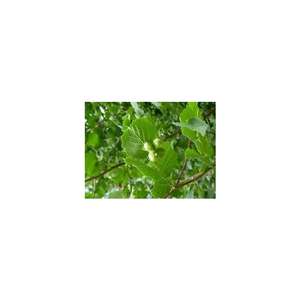 Corylus 'Halle'sche Riesen'