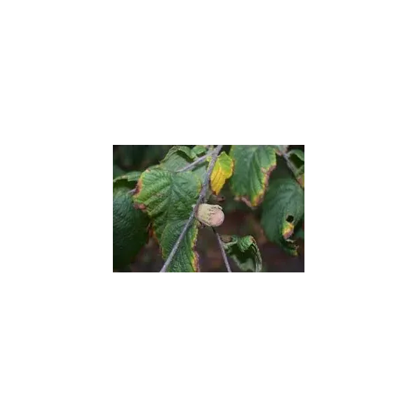 Corylus 'Lombardii'