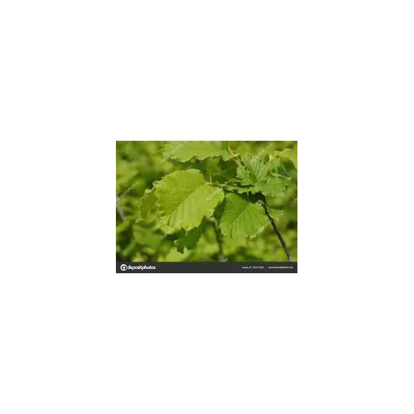 Corylus 'Nottingham Fruehe'