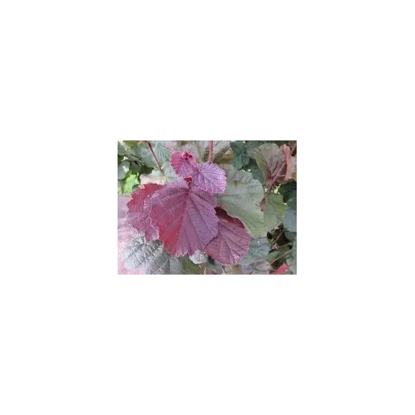 Corylus 'Rode Zellernoot'