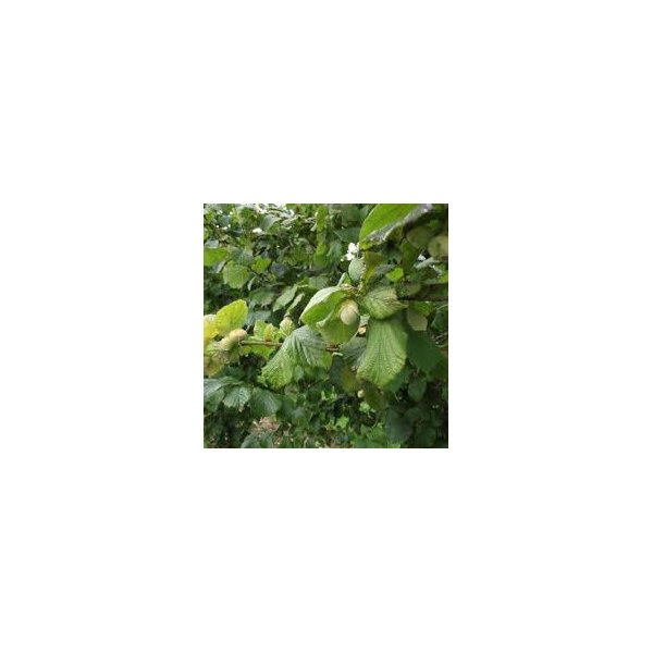 Corylus 'Webb's Prize Cob'