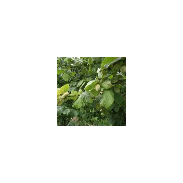 Corylus 'Webb's Prize Cob'