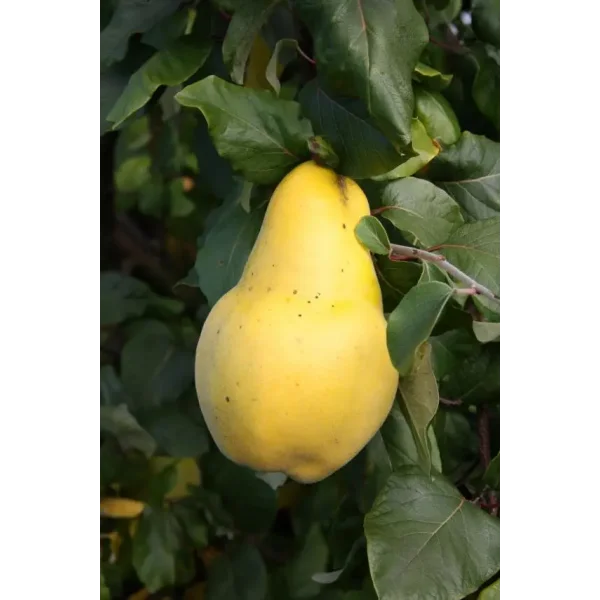 Cydonia o. 'Champion'