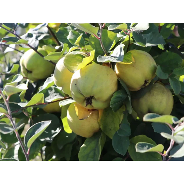 Cydonia o. 'Leskovacka'