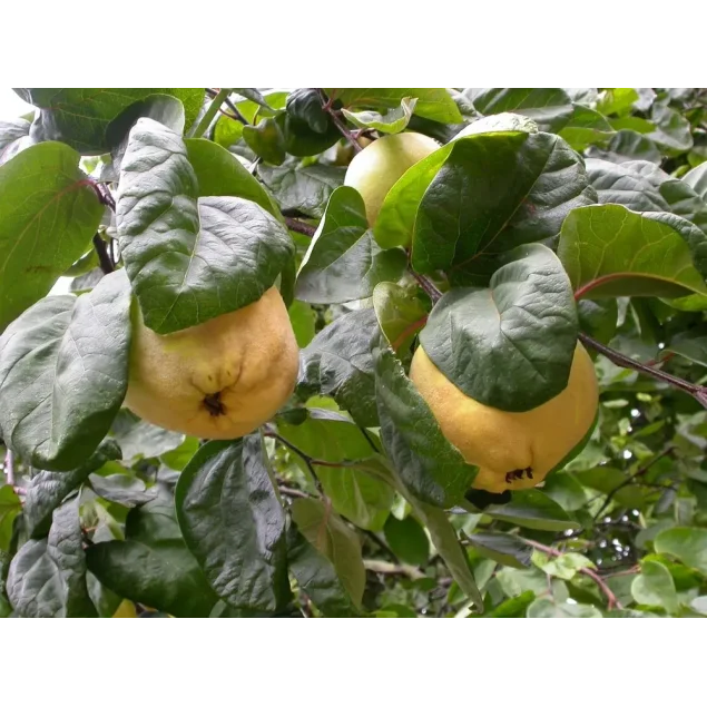 Cydonia o. 'Portugal'