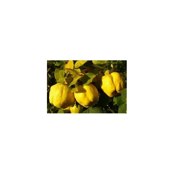 Cydonia o. 'Rea's Mammoth'