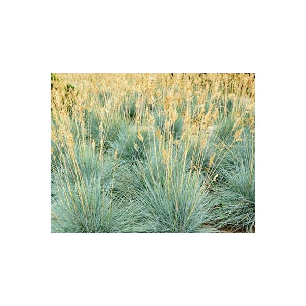 Festuca glauca