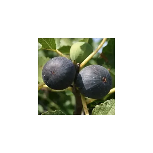 Ficus carica 'Brogiotto Nero'