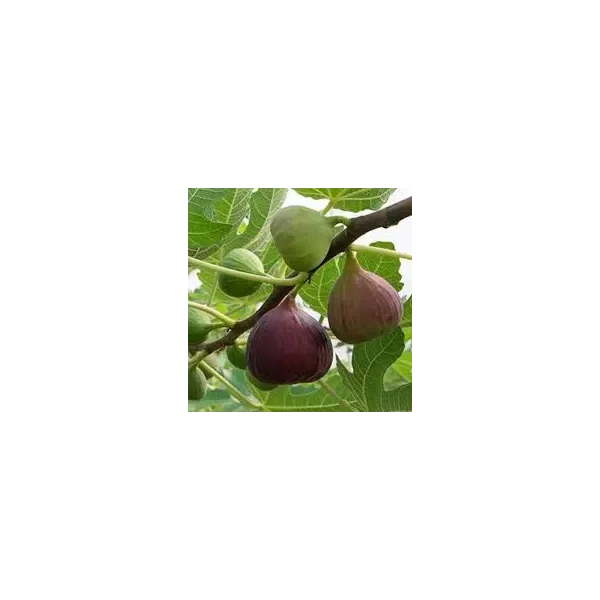 Ficus car. 'Brown Turkey'