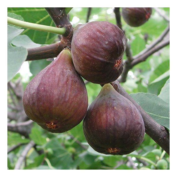 Ficus carica 'Chelsea'