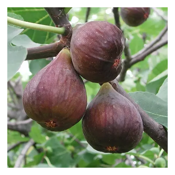 Ficus carica 'Chelsea'