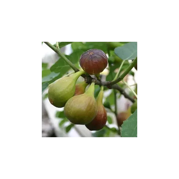 Ficus car. 'Dalmatië'