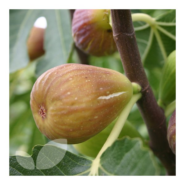 Ficus carica 'Doree'