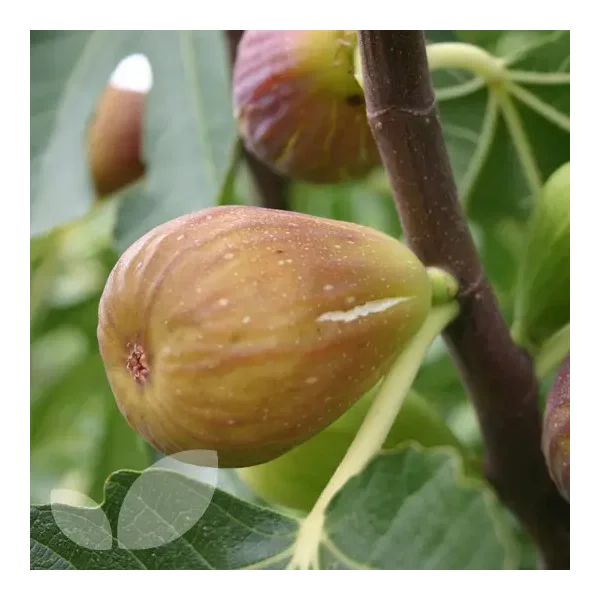 Ficus carica 'Doree'