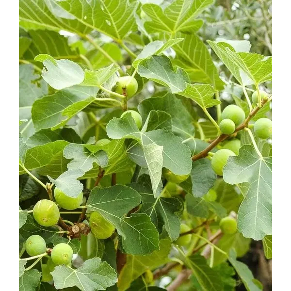 Ficus car. 'Dotatto'