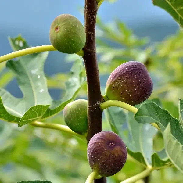 Ficus carica 'Melanzana'