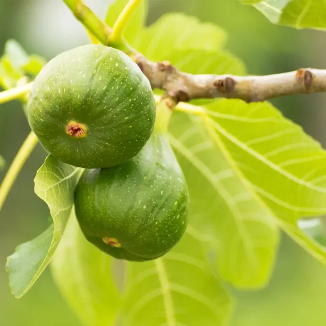 Ficus carica 'Jannot'