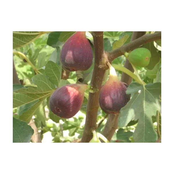 Ficus car. 'Osborn's Prolific'
