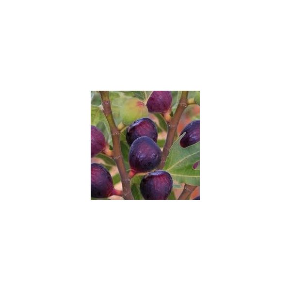 Ficus carica 'Rouge de bordeaux'