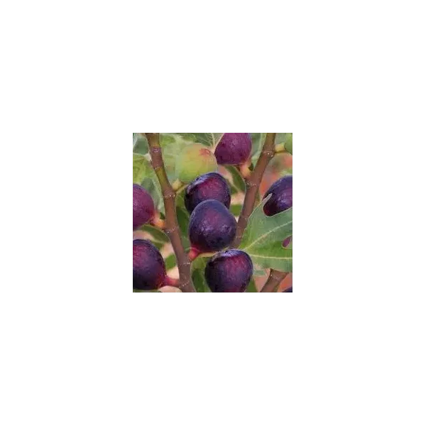 Ficus carica 'Rouge de bordeaux'