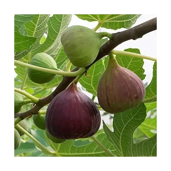 Ficus carica 'Signore'