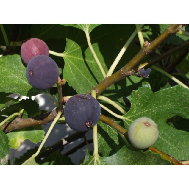 Ficus car. 'Sultane'