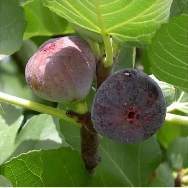 Ficus car. 'Violette Dauphine'