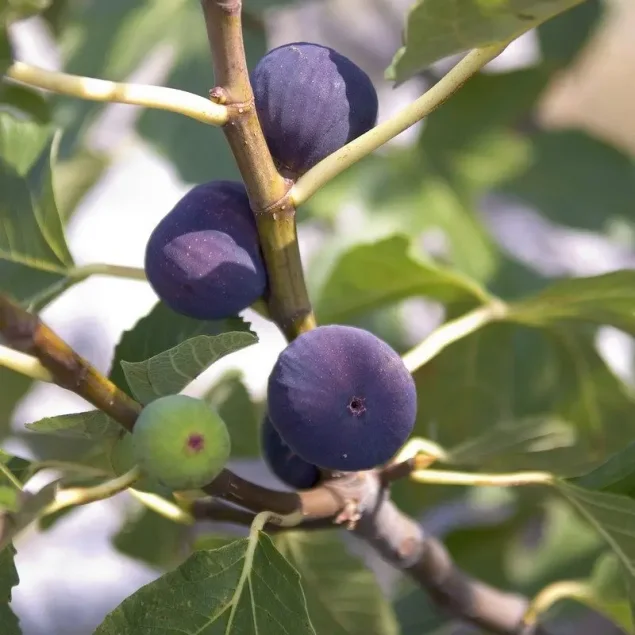 Ficus carica 'Violetta de Normandii'