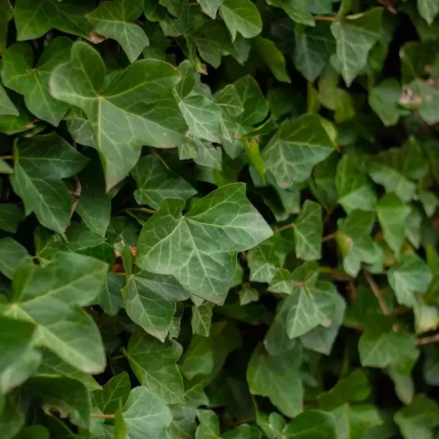 Hedera hibernica