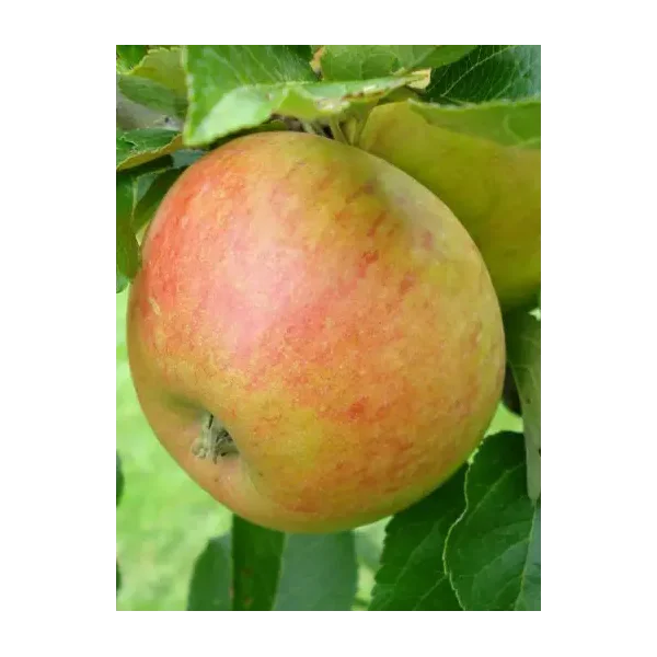 Malus d. 'Alkmene'