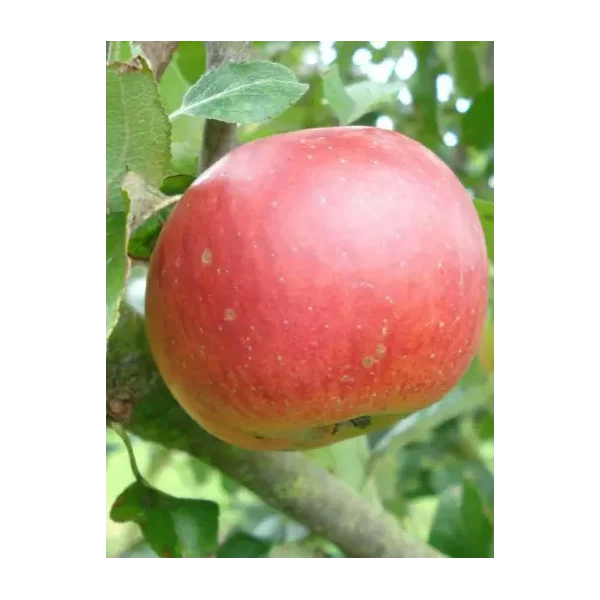 Malus d. 'Benoni'