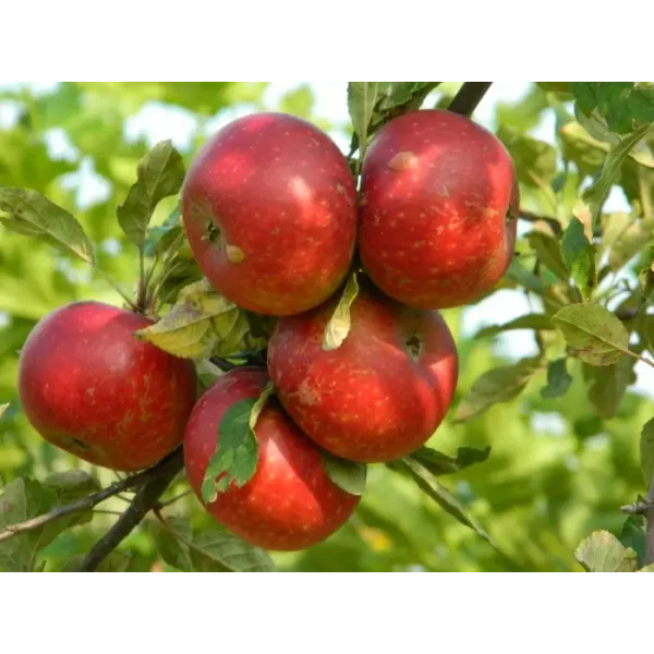 Malus d. 'Discovery'