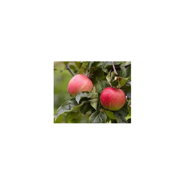 Malus d. 'Elstar'